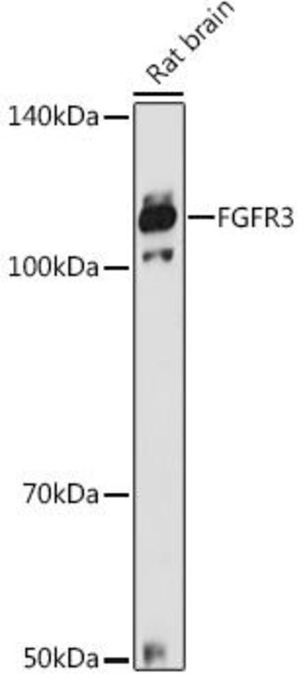 Anti-FGFR3 Antibody, 100 µl