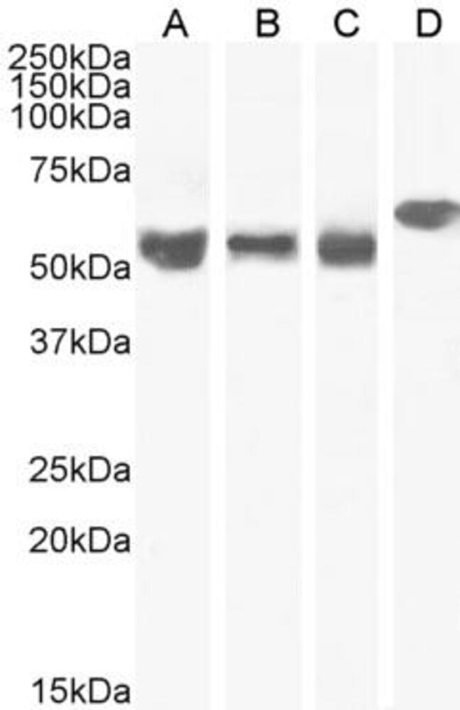 Anti-KPNA4 Antibody