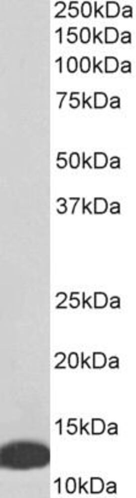Anti-MIF Antibody, 100 µg