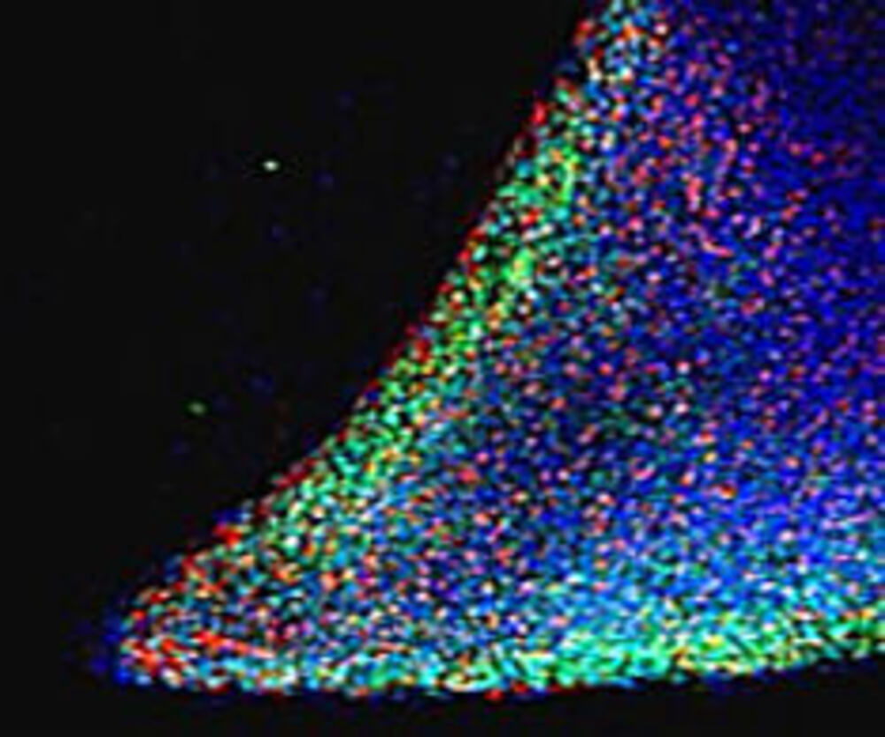 Anti-Nanog Antibody, 100 µg