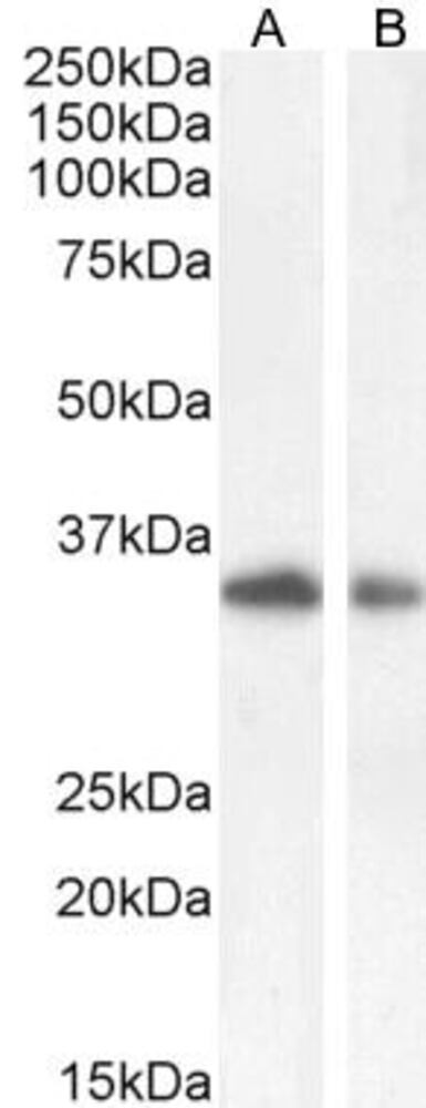 Anti-TIM 3 Antibody, 100 µg