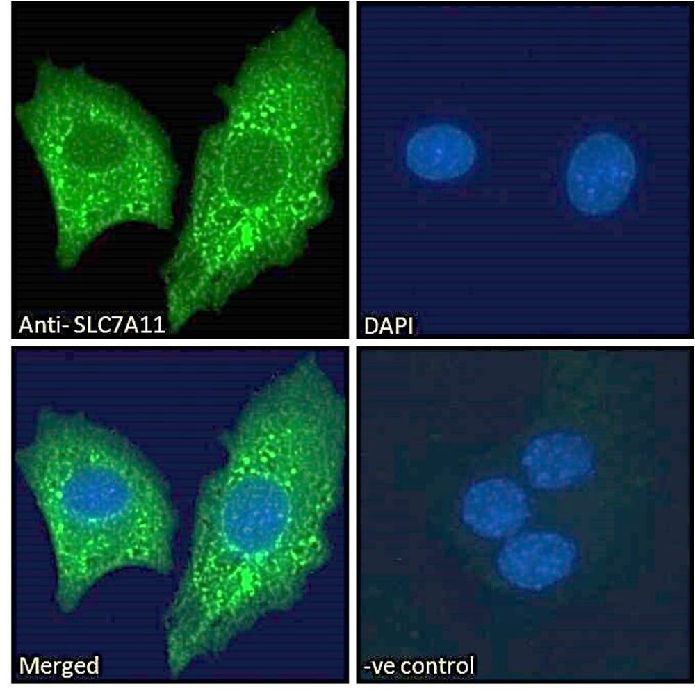 Anti-xCT Antibody, 100 µg