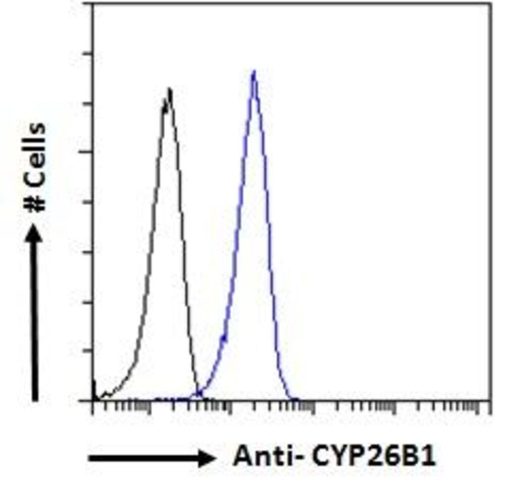 Anti-Cyp26B1 Antibody, 100 µg