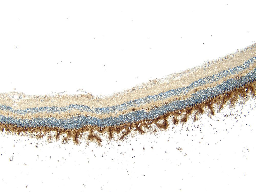Anti-Arrestin C Antibody, 100 µg