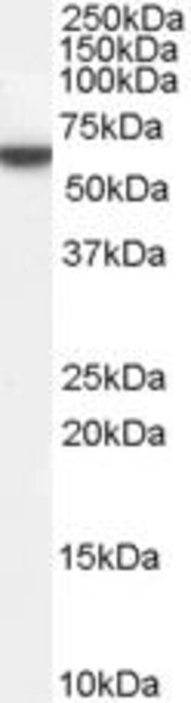 Anti-Perilipin-1 Antibody