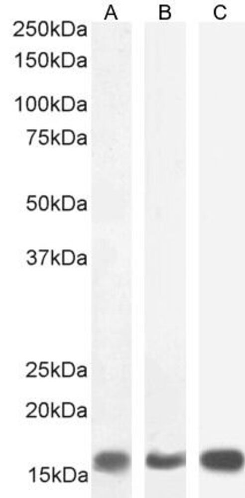 Anti-Galanin Antibody, 100 µg
