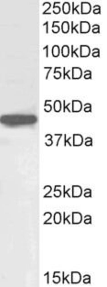 Anti-Oct4 Antibody, 100 µg