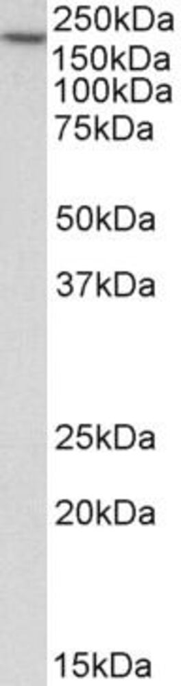 Anti-EEA1 Antibody, 100 µg