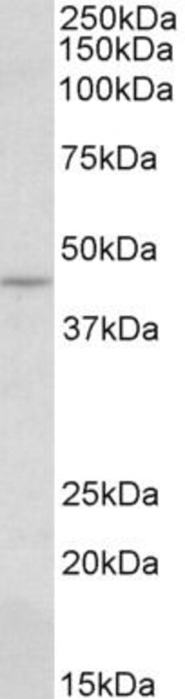 Anti-CREB3 Antibody, 100 µg