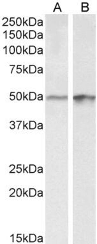 Anti-E2F4 Antibody, 100 µg