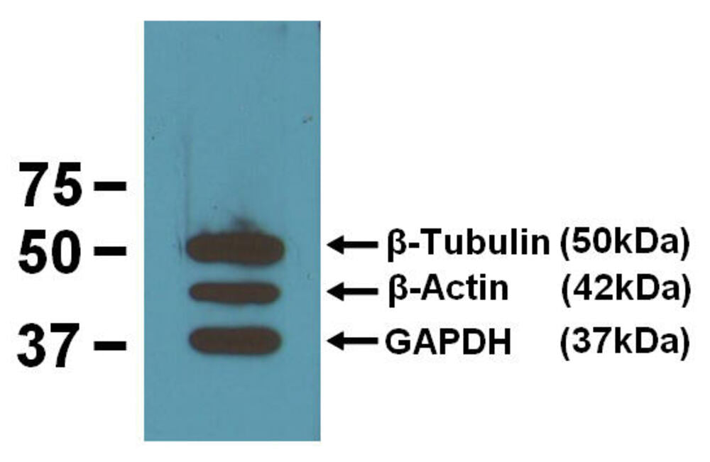 Anti-beta Tubulin Antibody [BT7R]
