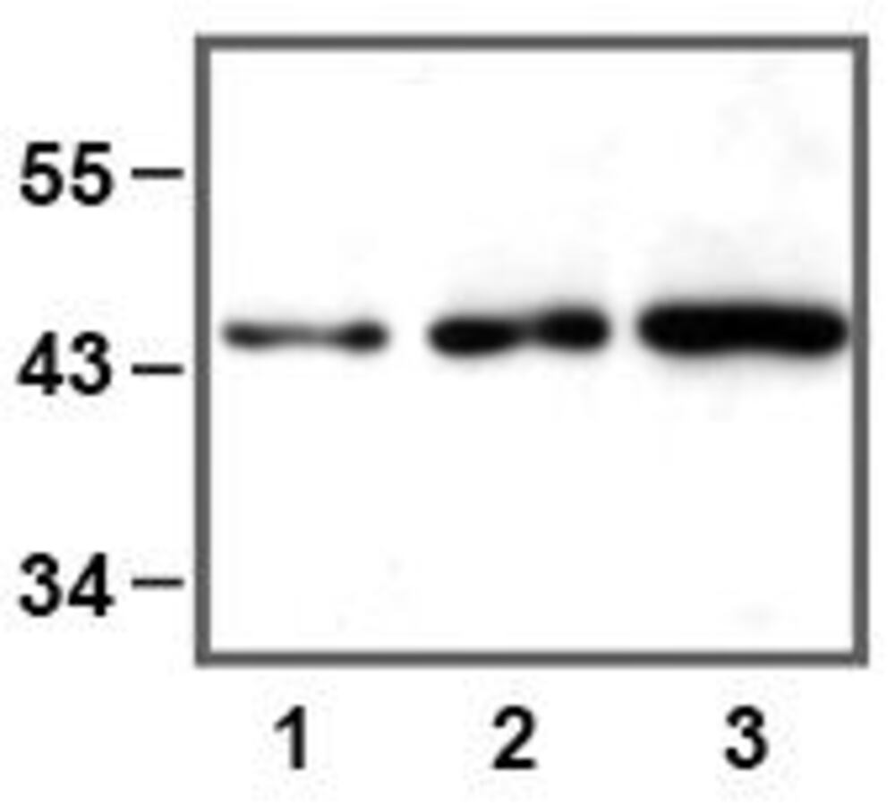 Anti-ERK1 Antibody [E32]