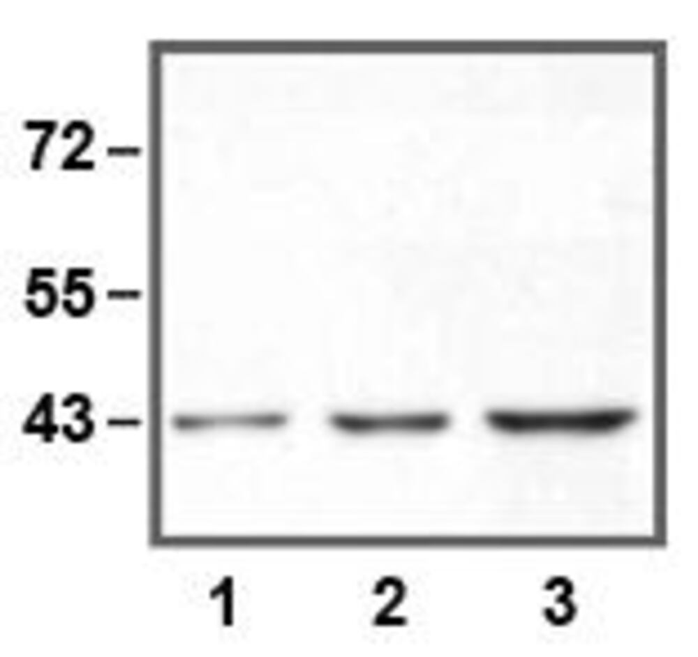 Anti-ERK1 Antibody [E19]
