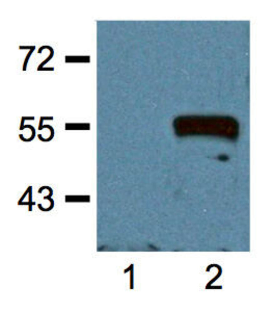 Anti-Myc Tag Antibody [MYC.A7]