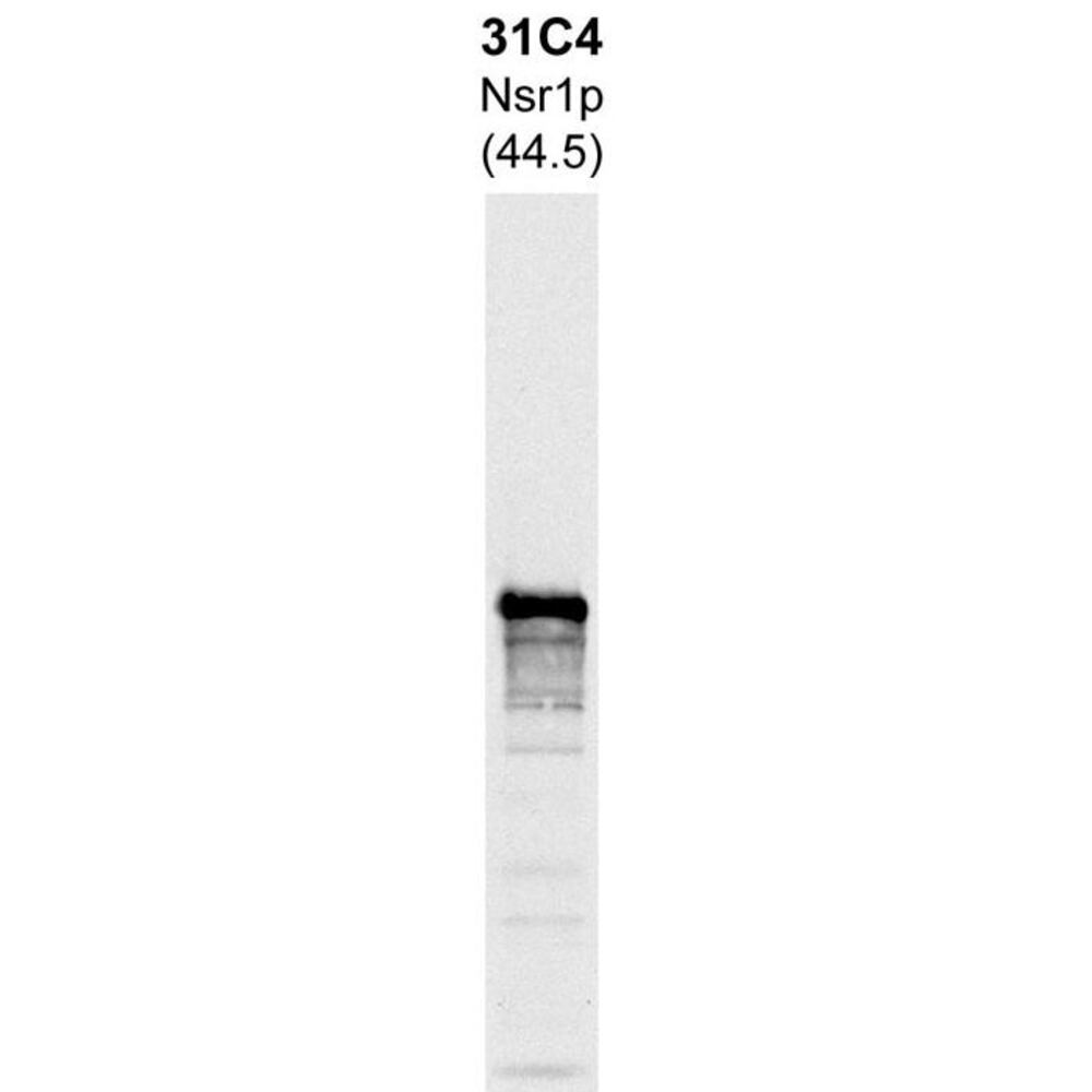Anti-Nsr1p Antibody [31C4]