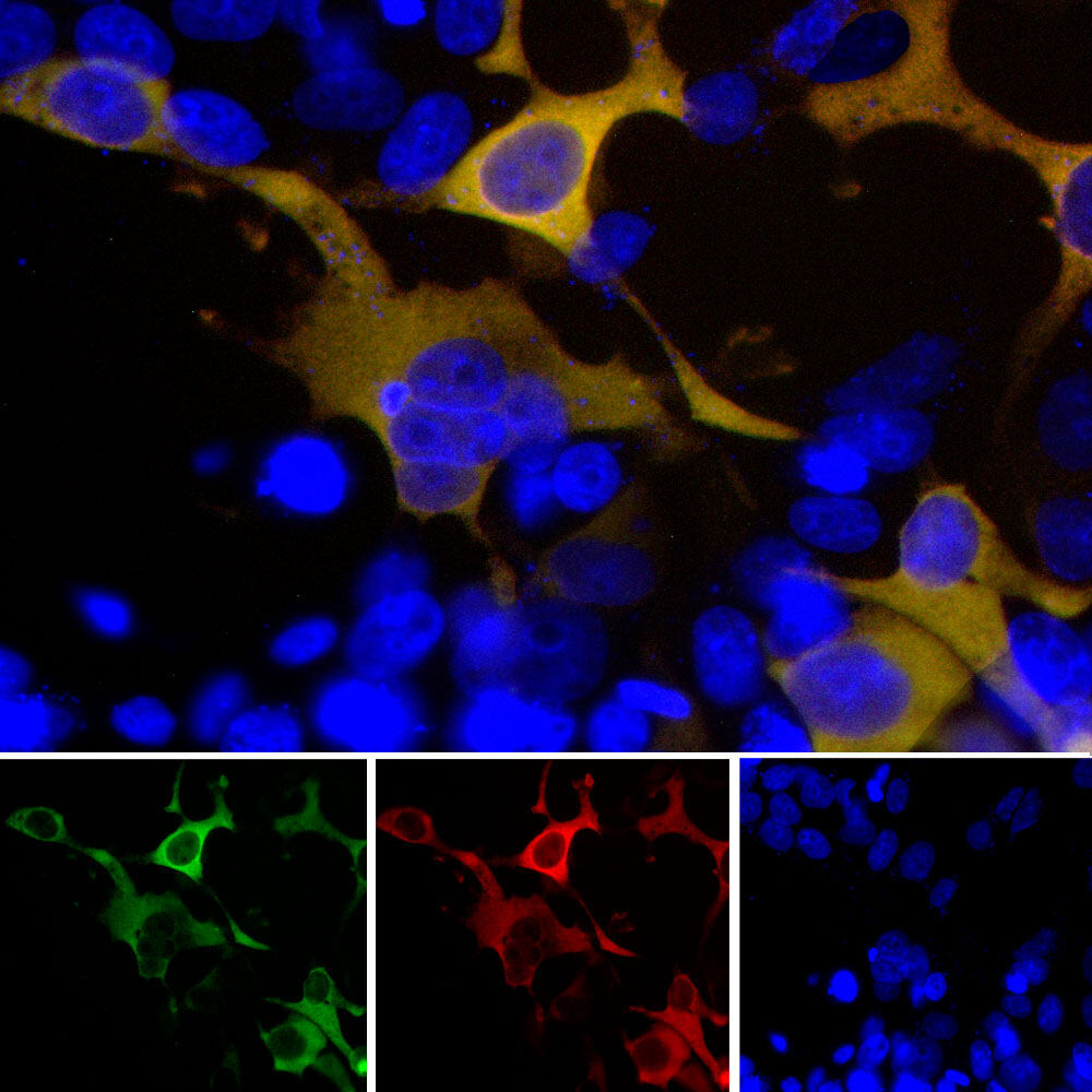 Anti-GFP Antibody
