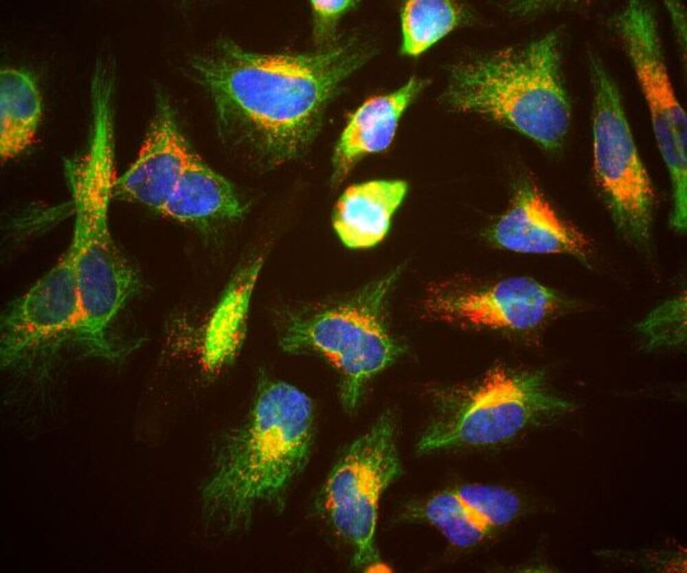 Anti-LAMP1 Antibody [5H6]