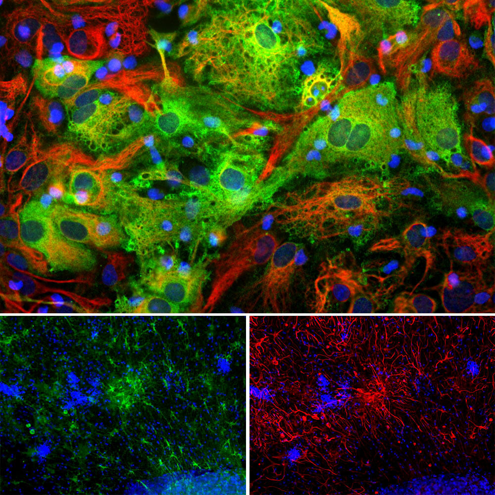 Anti-ALDH1L1 Antibody [4A12]