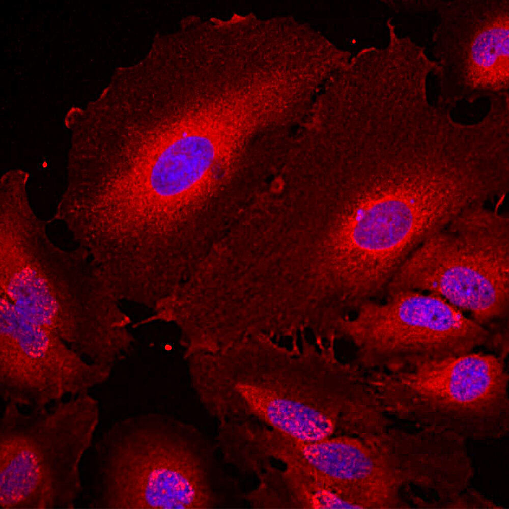 Anti-14-3-3 eta Antibody [3G12]