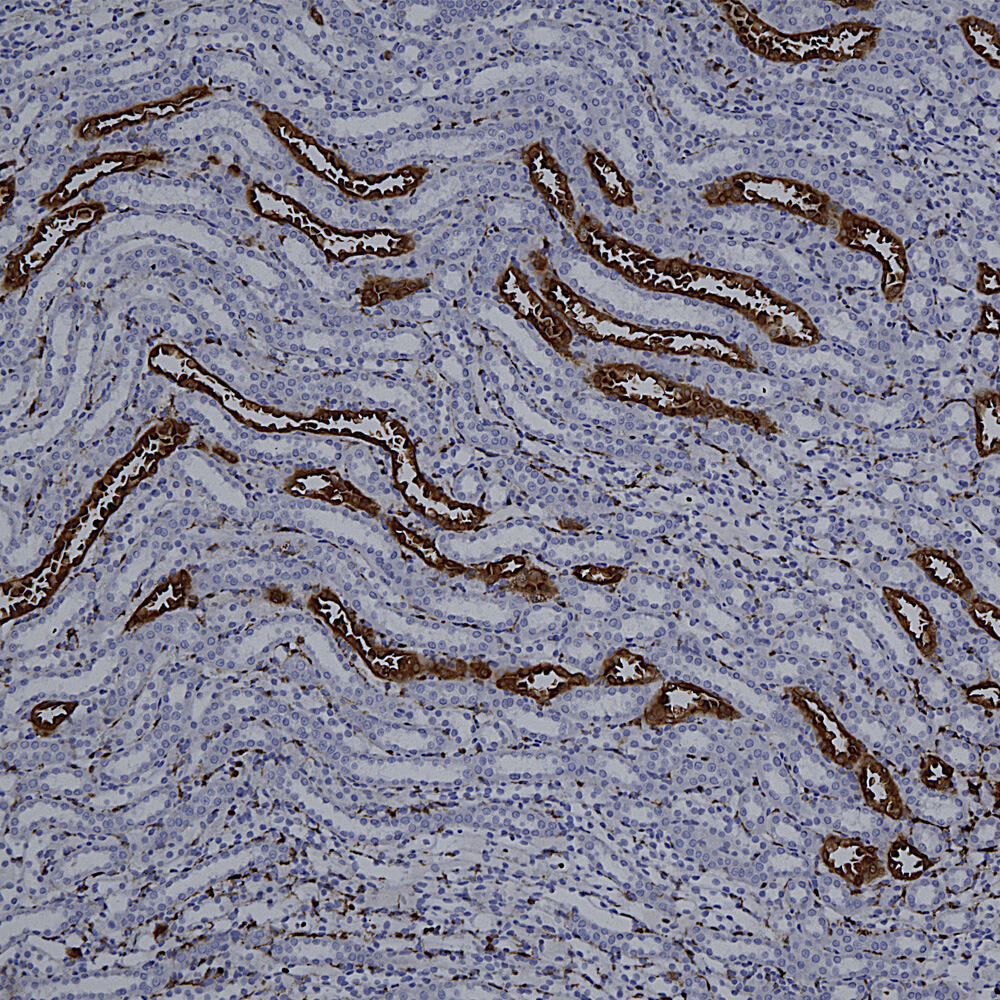 Anti-Galectin 3 Antibody [5C21]