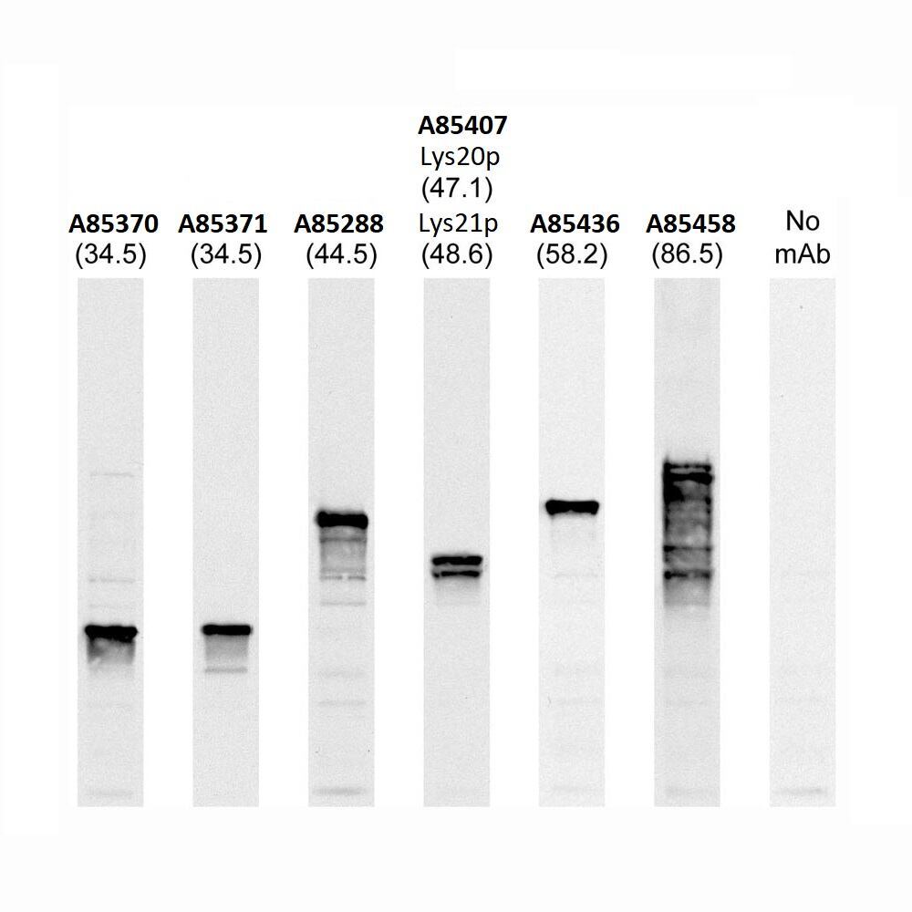 Anti-Nop1p Antibody [28F2]