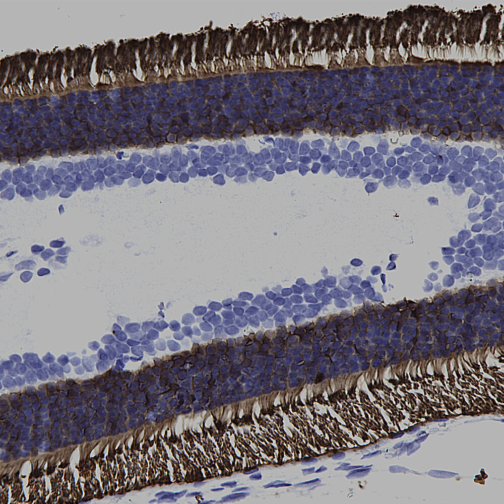 Anti-Rhodopsin Antibody [B630]
