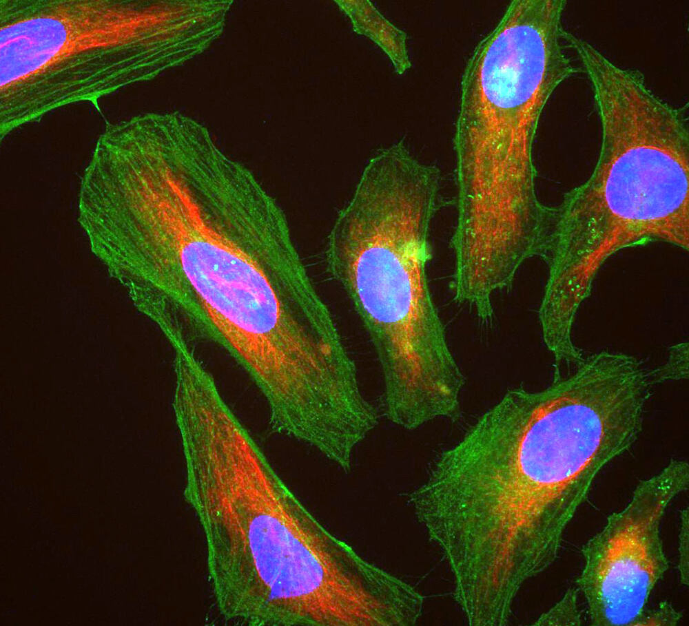 Anti-Actin Antibody [5J11]