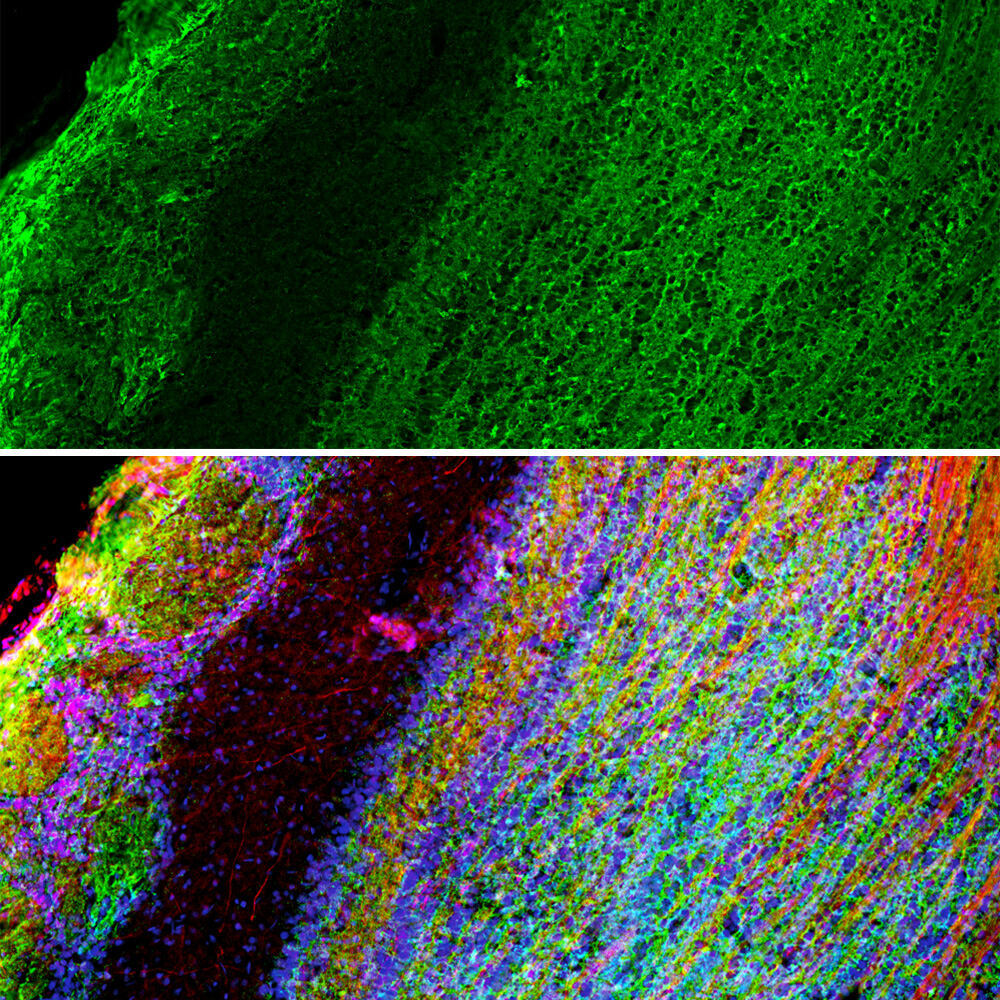 Anti-GAP43 Antibody [1E3]