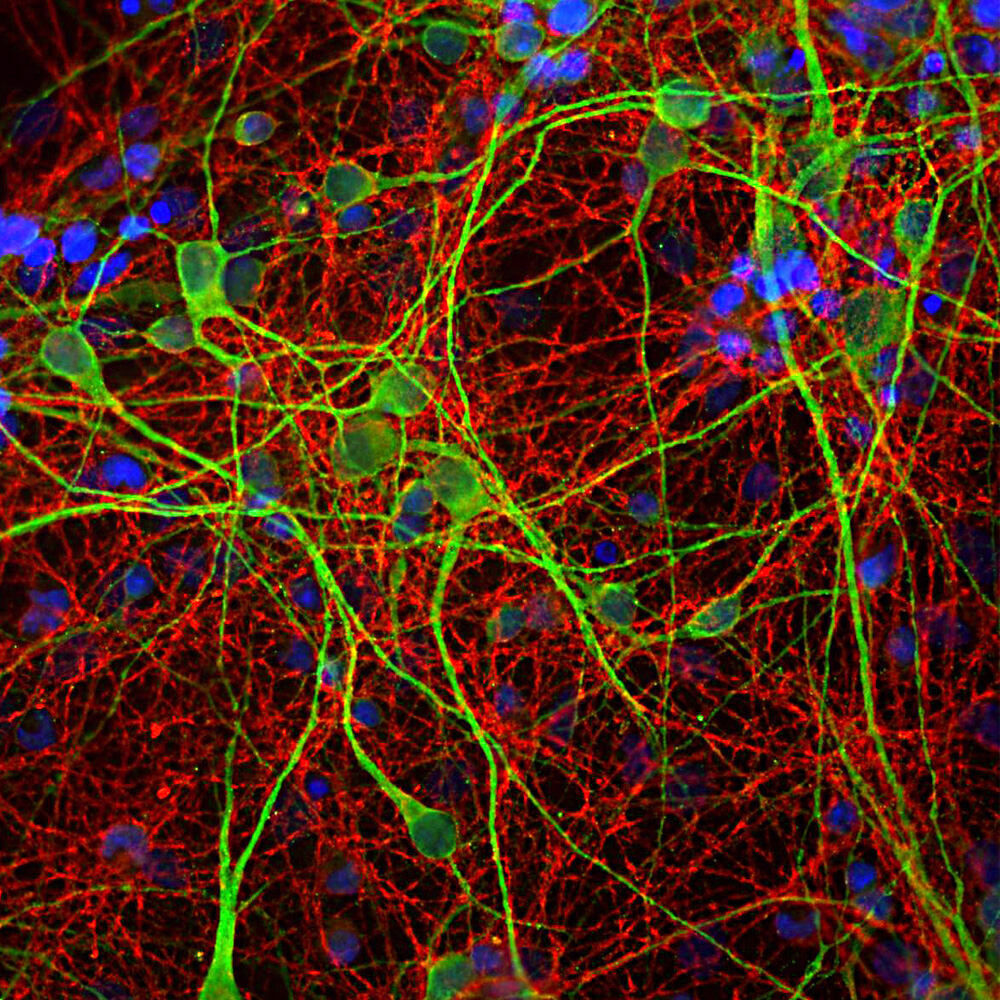 Anti-GAP43 Antibody [3H14]