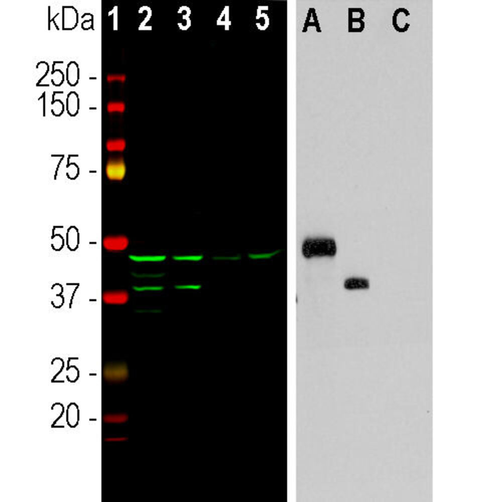 Anti-Aurora A + B Kinase Antibody [5A12]