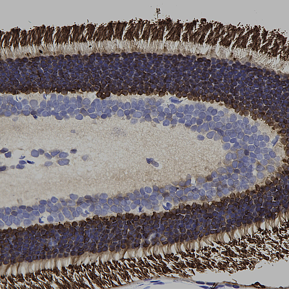 Anti-Arrestin 1 Antibody [S128]