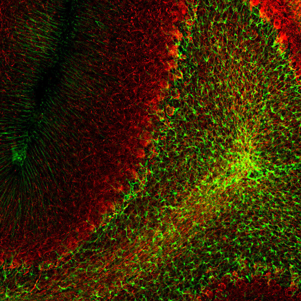 Anti-GFAP Antibody [5C10]