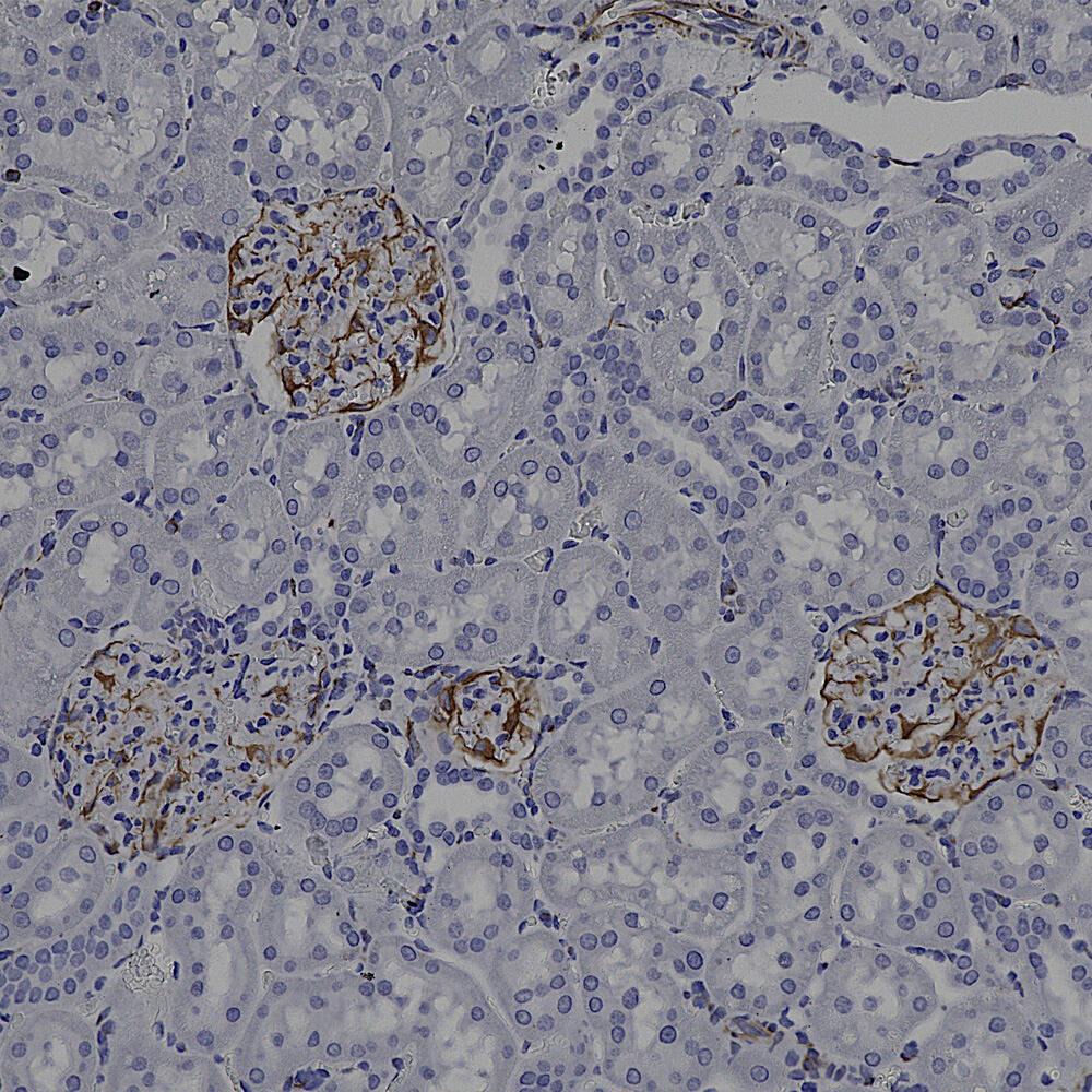 Anti-Vimentin Antibody [2D1]