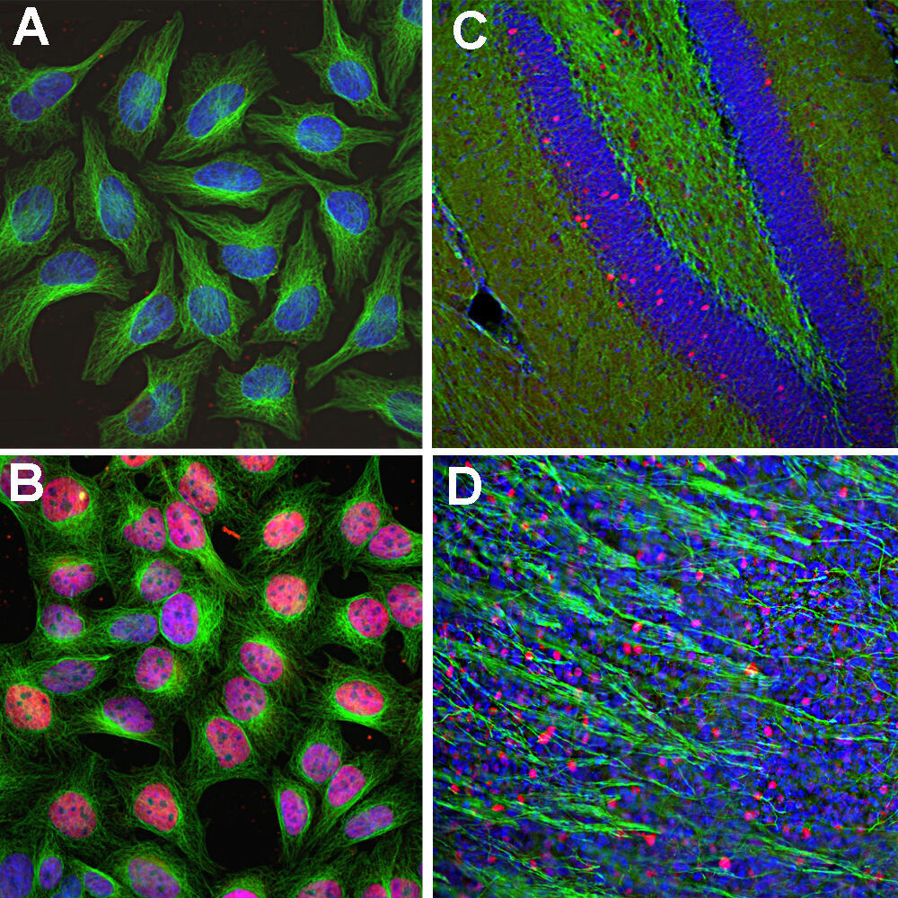 Anti-c-Fos Antibody
