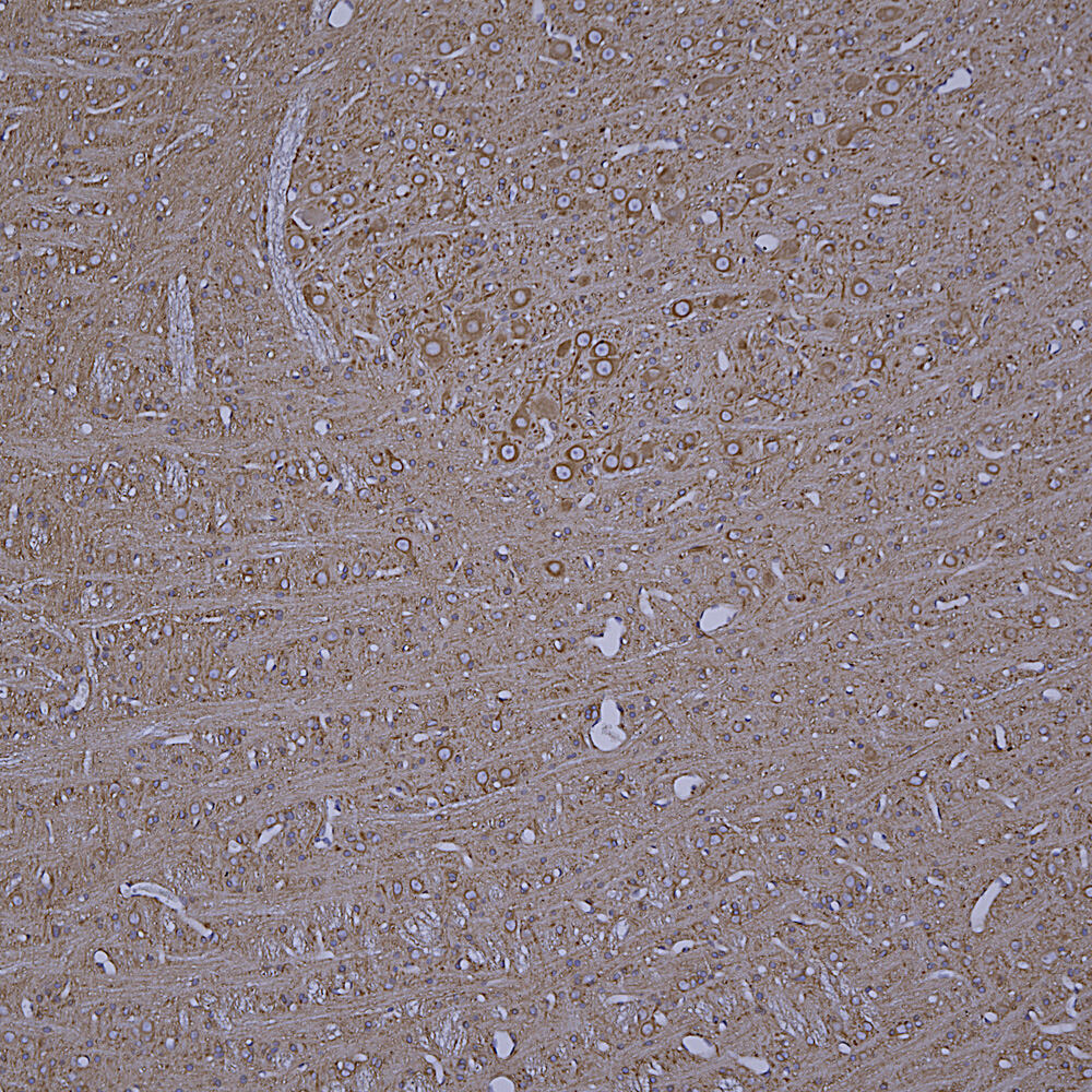Anti-beta Tubulin Antibody [4E4]