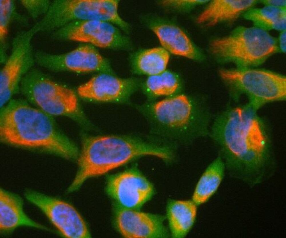 Anti-Ubiquilin 2 Antibody [6H9], 100 µl