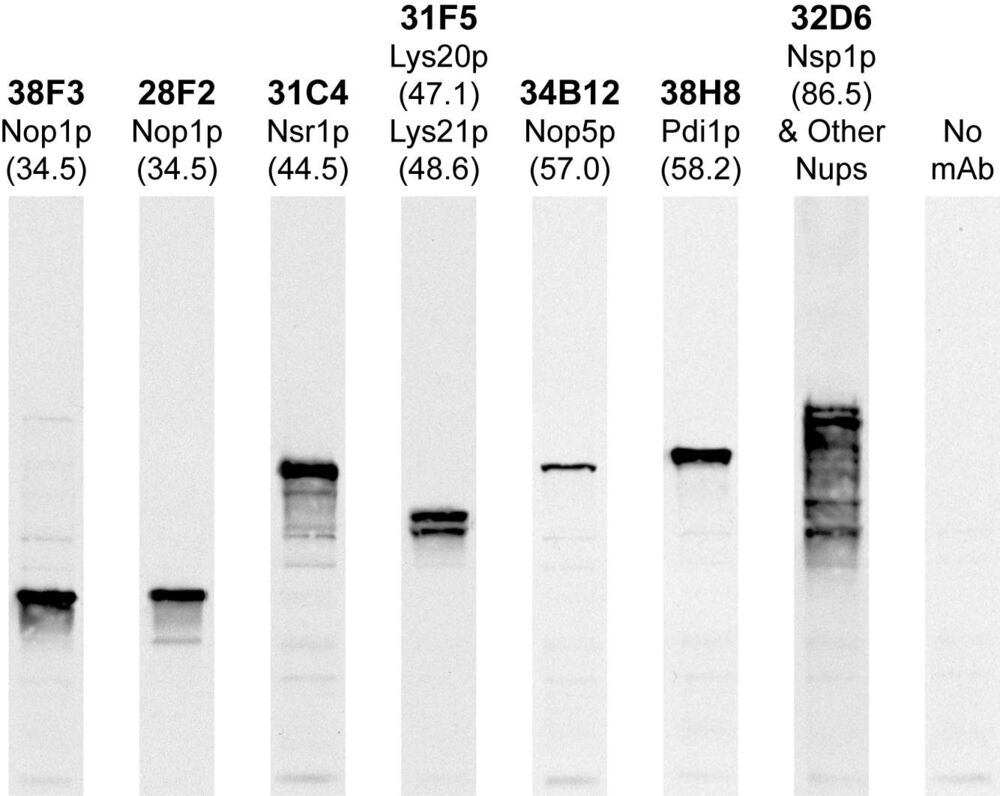 Anti-Nsp1p Antibody [32D6], 500 µl