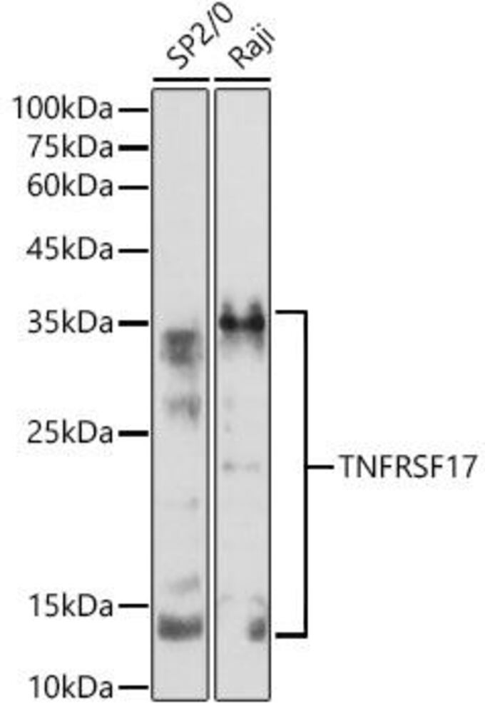 Anti-BCMA Antibody, 100 µl