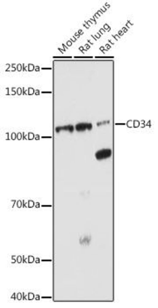Anti-CD34 Antibody, 100 µl
