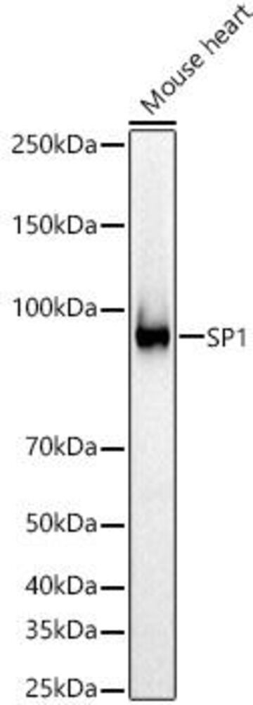 Anti-SP1 Antibody, 100 µl