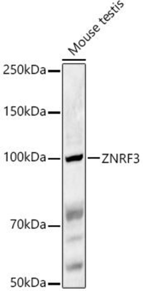 Anti-ZNRF3 Antibody