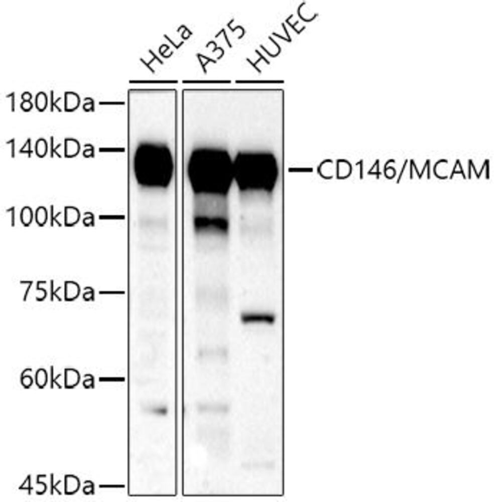 Anti-CD146 Antibody, 100 µl