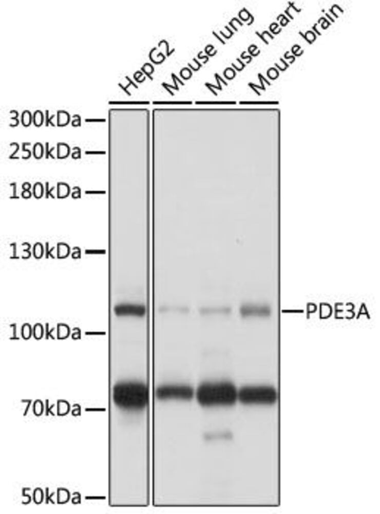 Anti-PDE3A Antibody