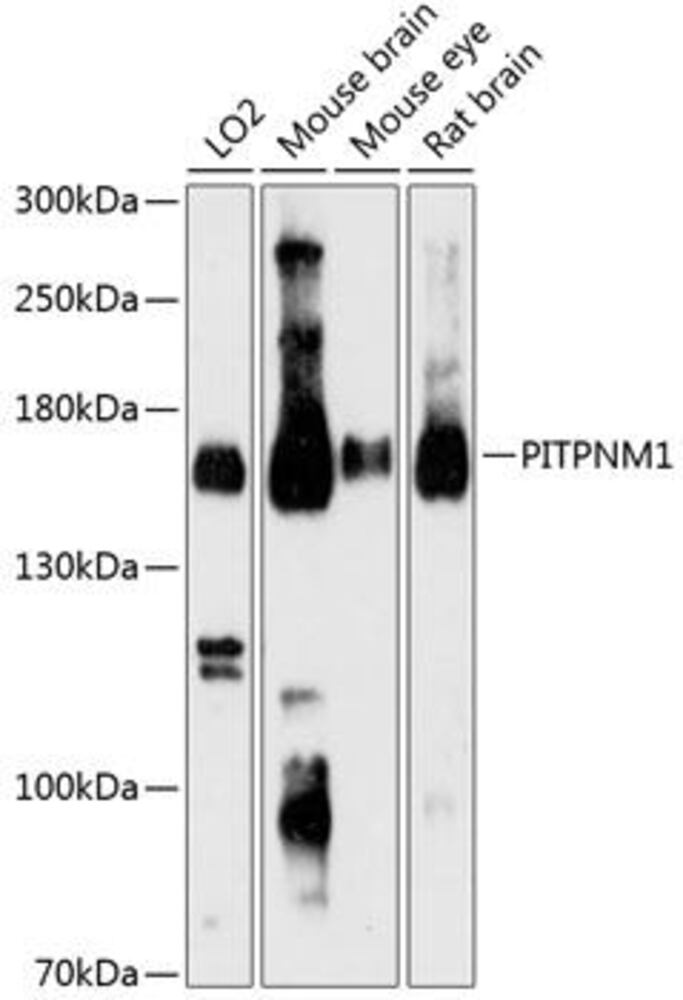 Anti-NIR2 Antibody