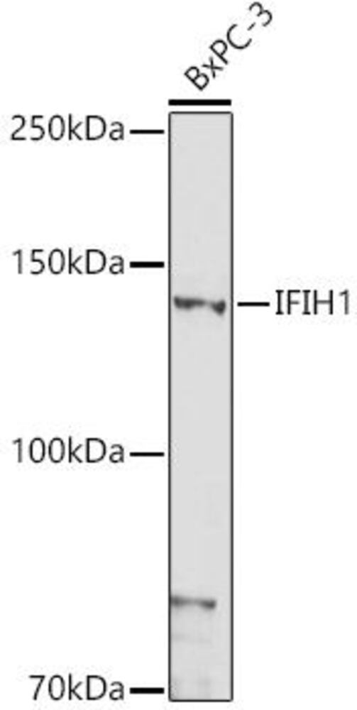 Anti-MDA5 Antibody, 100 µl