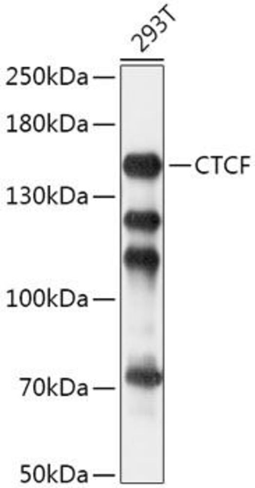 Anti-CTCF Antibody