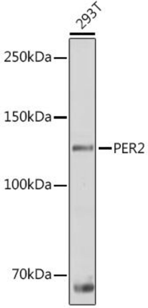 Anti-PER2 Antibody