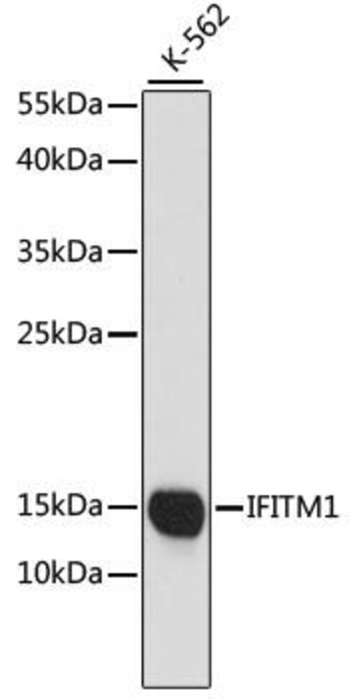 Anti-IFITM1 Antibody, 100 µl