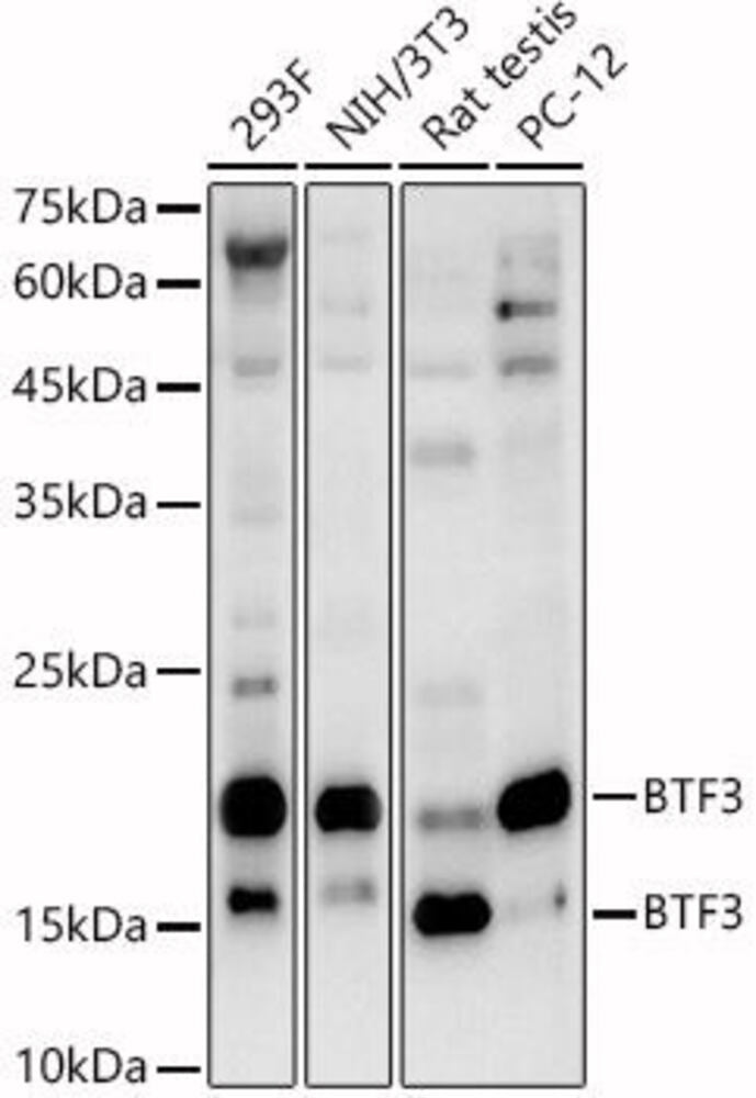 Anti-BTF3 Antibody, 100 µl
