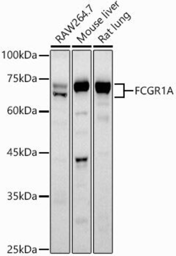Anti-CD64 Antibody